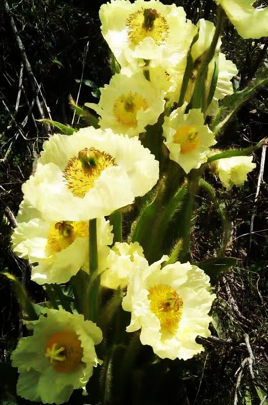 青海深度游，地理、历史与文化的探索之旅